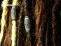 Preview: dreadlockperlen,dreadschmuck, dreadbeads, dreadlock jewlery, dread accessiores, fimo dreadperle, jewlery for dreadlocks